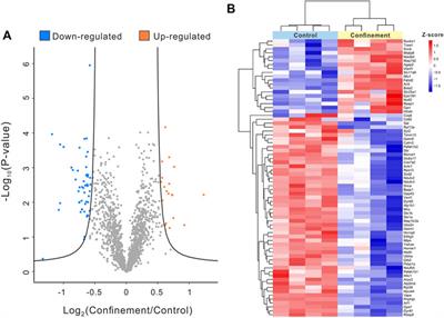 Confinement induces oxidative damage and synaptic dysfunction in mice